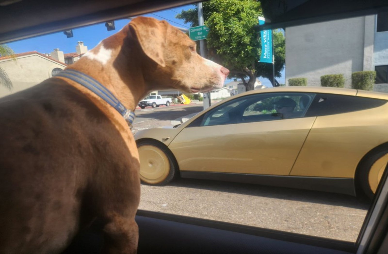 dog with tesla cyber cab